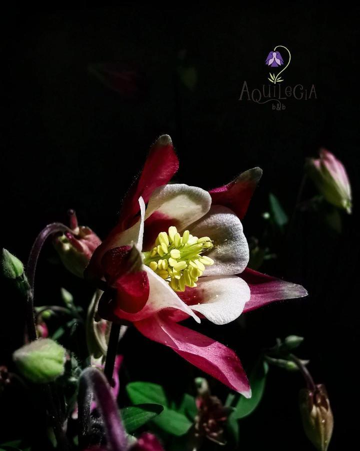 B&B Aquilegia Acqualagna Kültér fotó